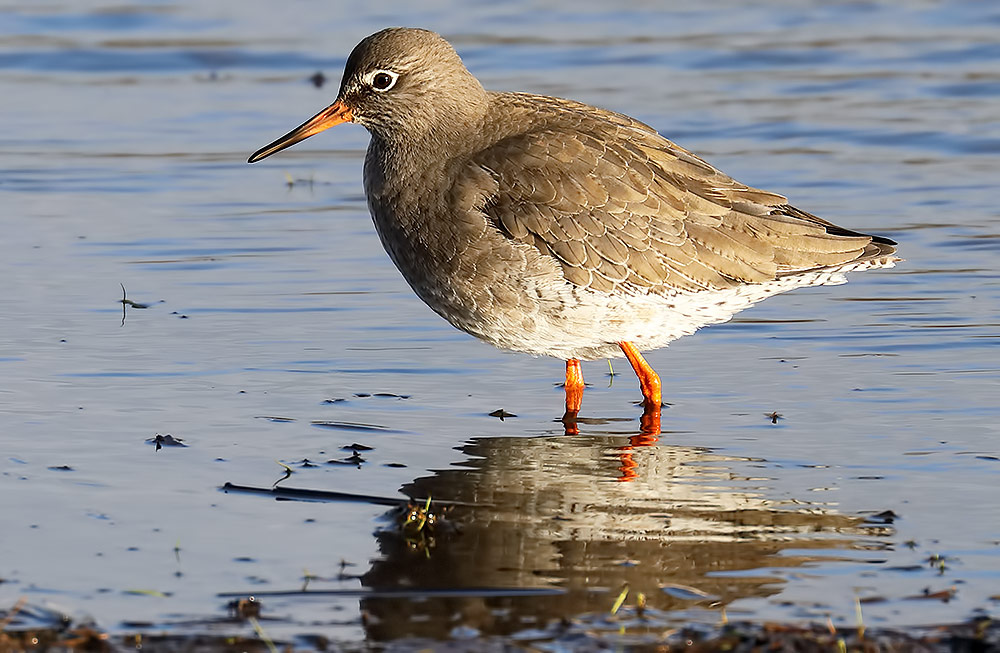 redshank